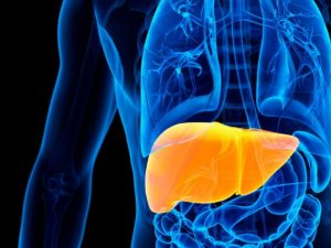 Heart & Liver